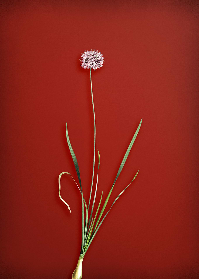 Mouse Garlic