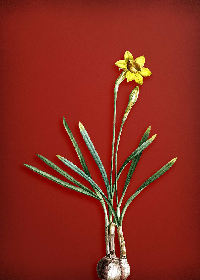 Narcissus Gouani