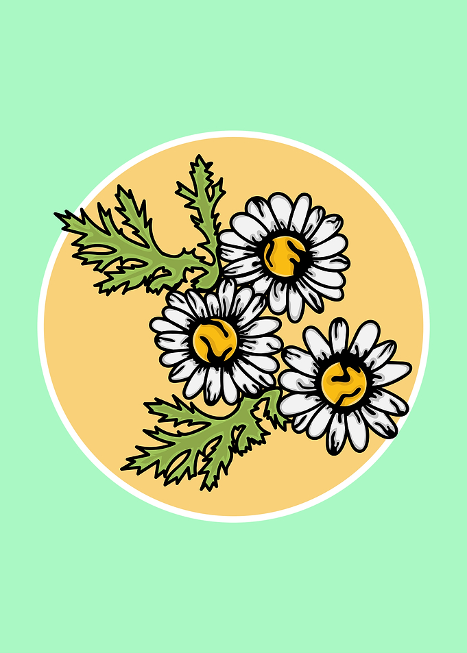 Sun Flower Illustration