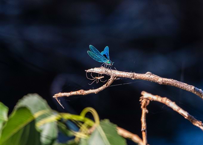 A dragonfly on a branch
