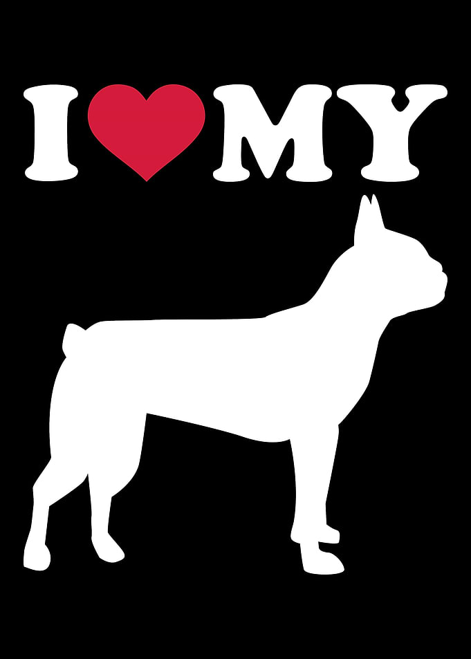 Boston Terrier