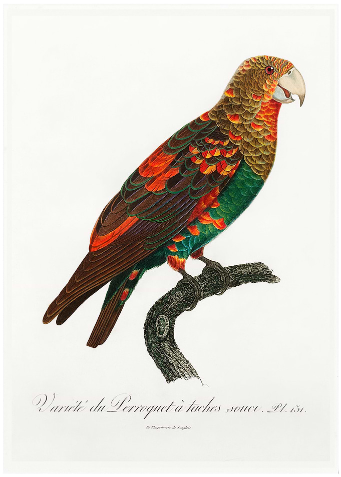 Brown necked parrot