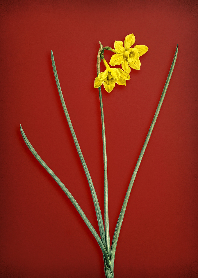 Narcissus Odorus
