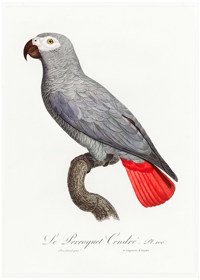 Congo grey parrot
