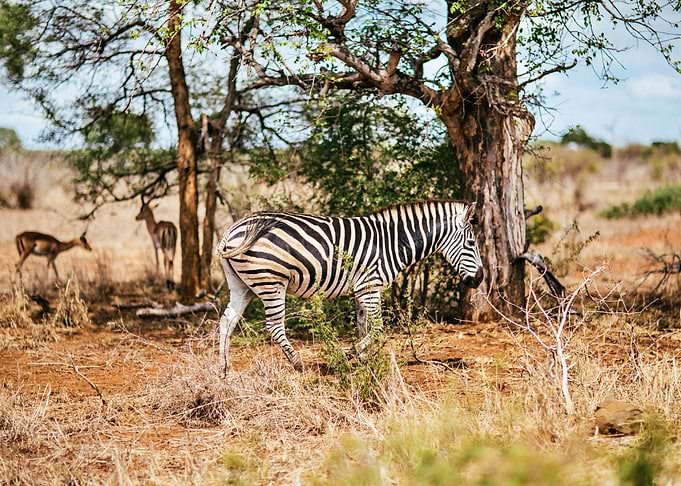 Zebra And Friends