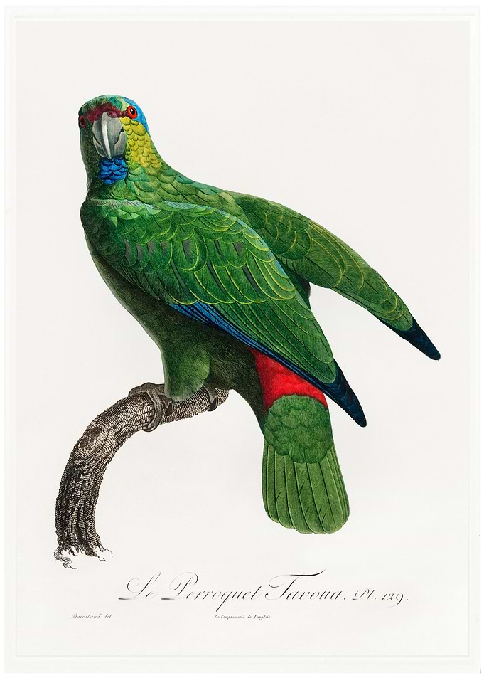 Festive parrot