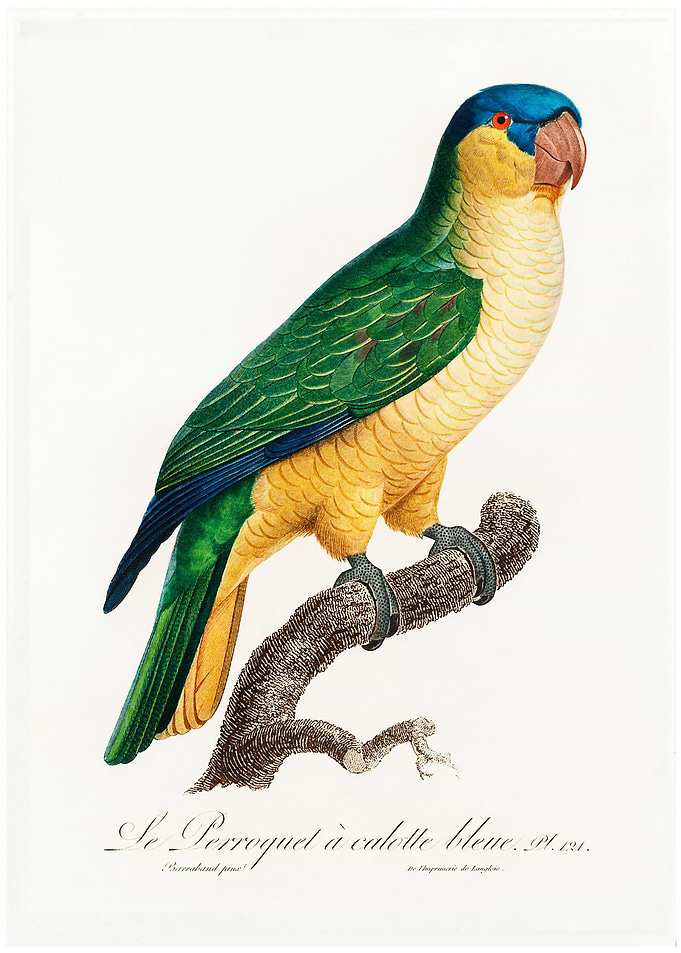 Buru green parrot