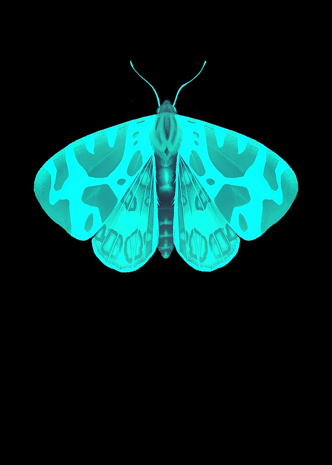 Butterfly butterfly