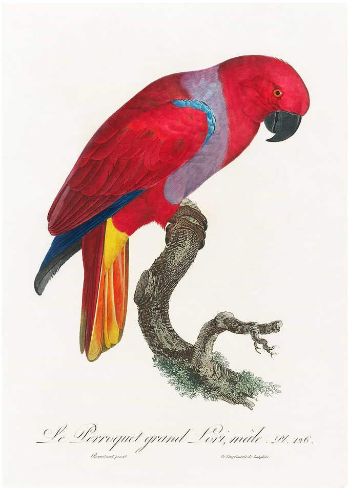 Eclectus parrot
