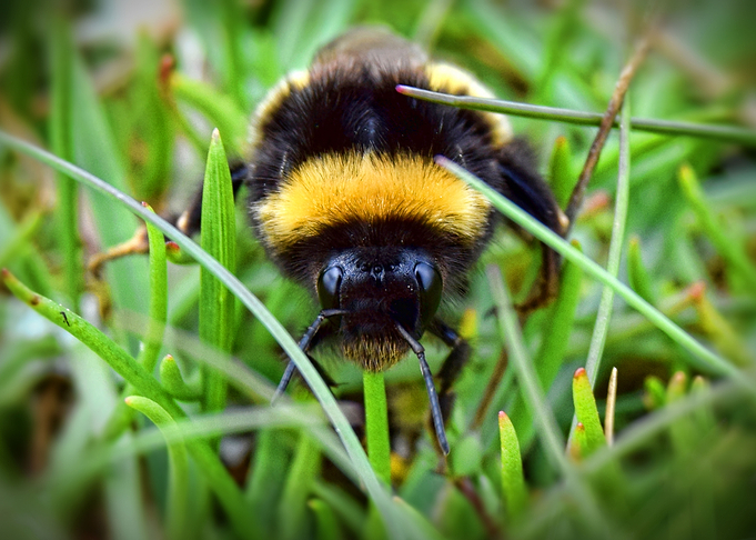 Bee Portrait