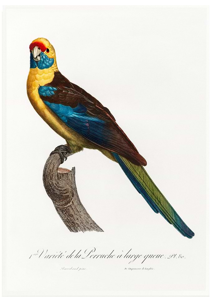 Crimson rosella