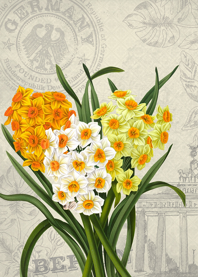 Daffodils