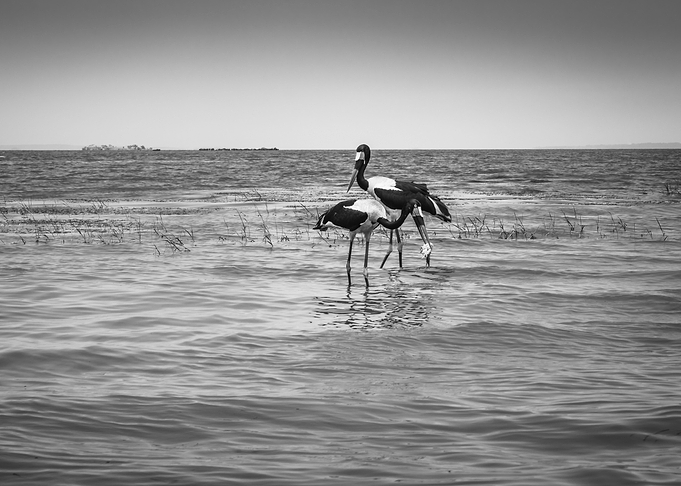 Two saddle billed stork