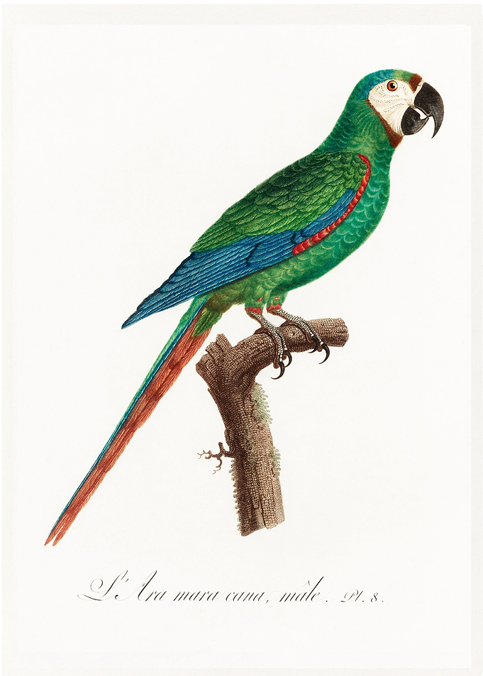 Illiger macaw