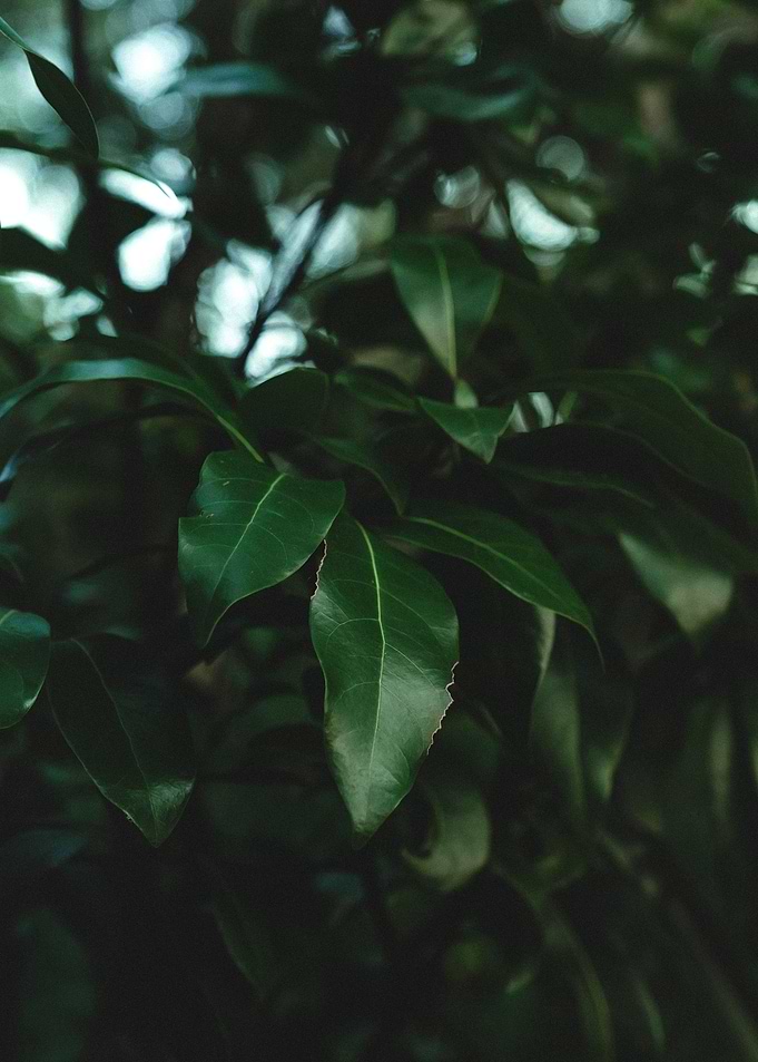 Engulfed in Green