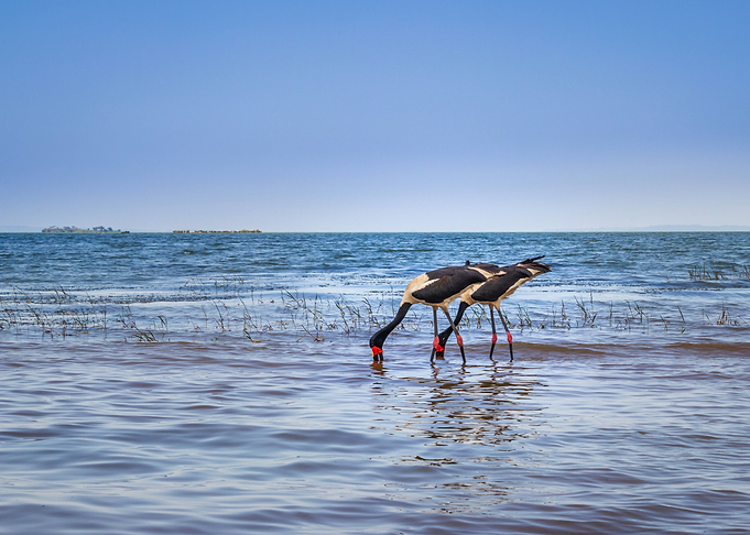 Two saddle billed stork