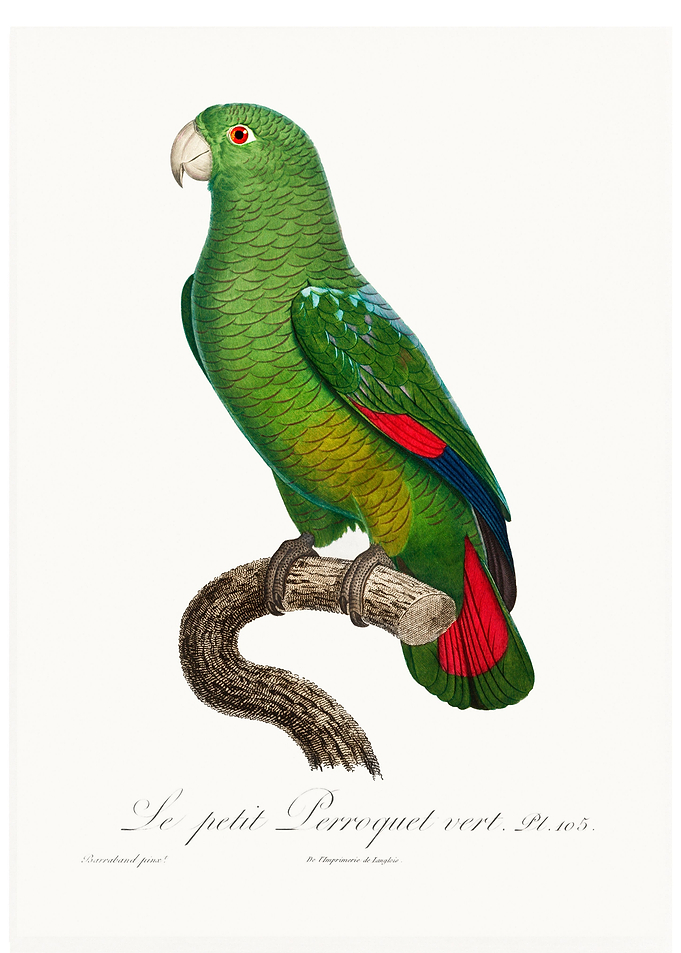 Black billed amazon
