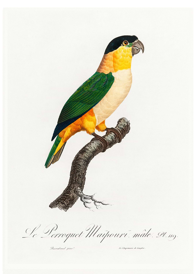 Black Headed Parrot