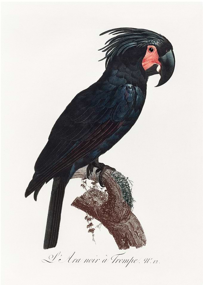 Goliath cockatoo