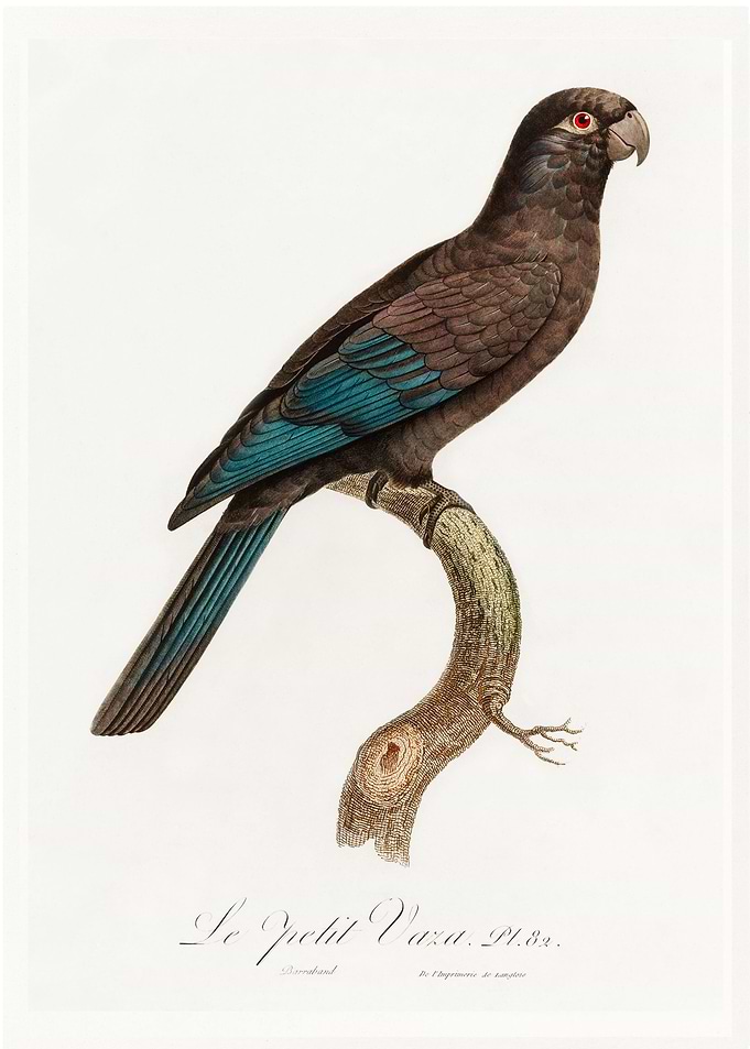 Lesser vasa parrot