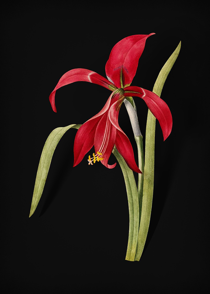 Amaryllis on Black
