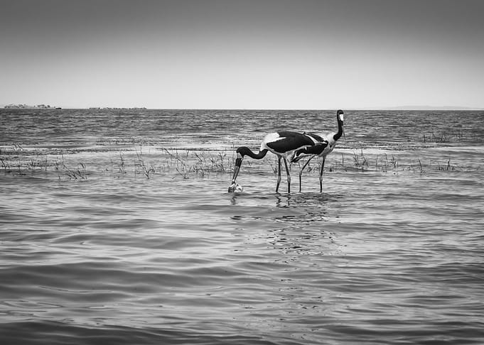 Two saddle billed stork