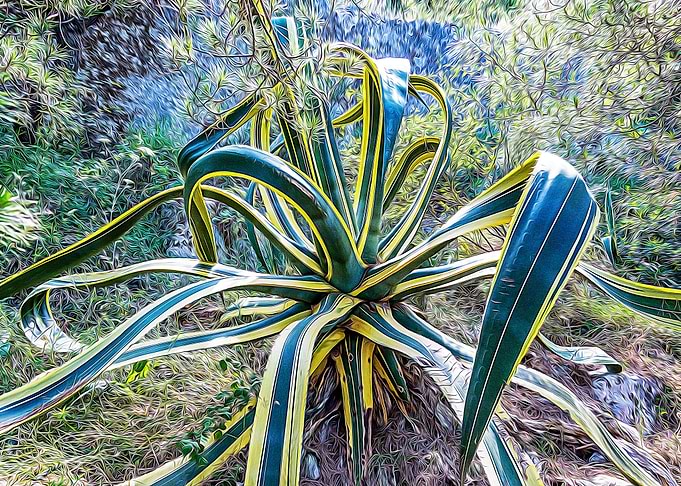 Mediterranean bush
