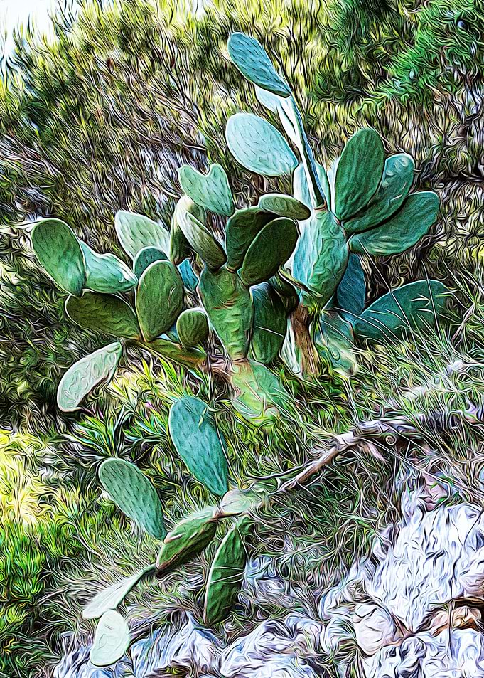 Mediterranean bush