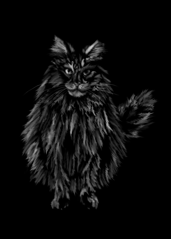Cat Maine Coon