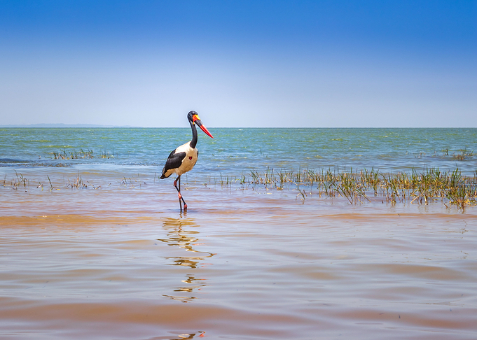 Two saddle billed stork