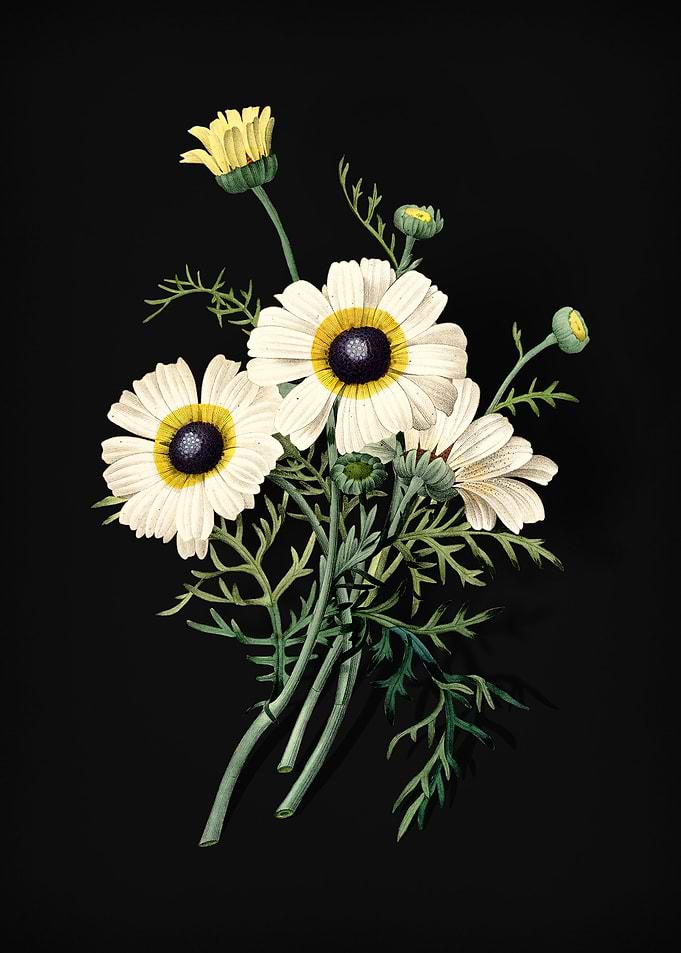 Chrysanthemum on Black