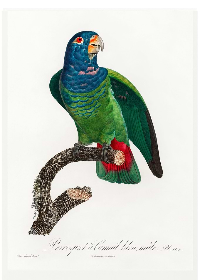 Blue headed pionus