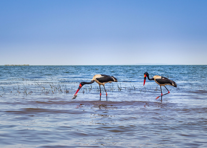 Two saddle billed stork