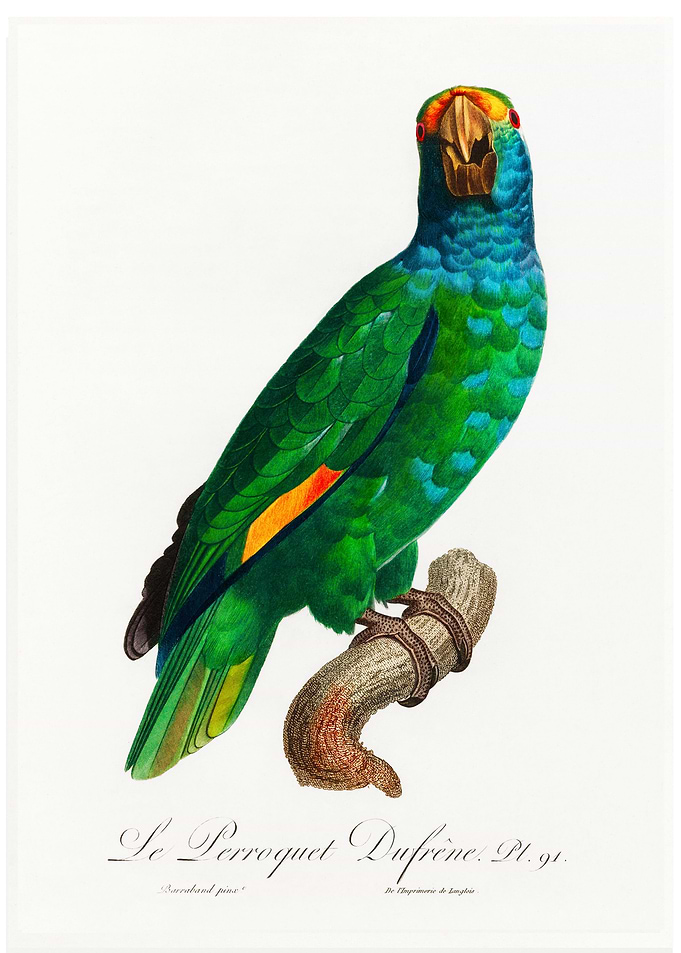 Dufresne amazon