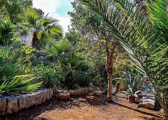 Mediterranean bush