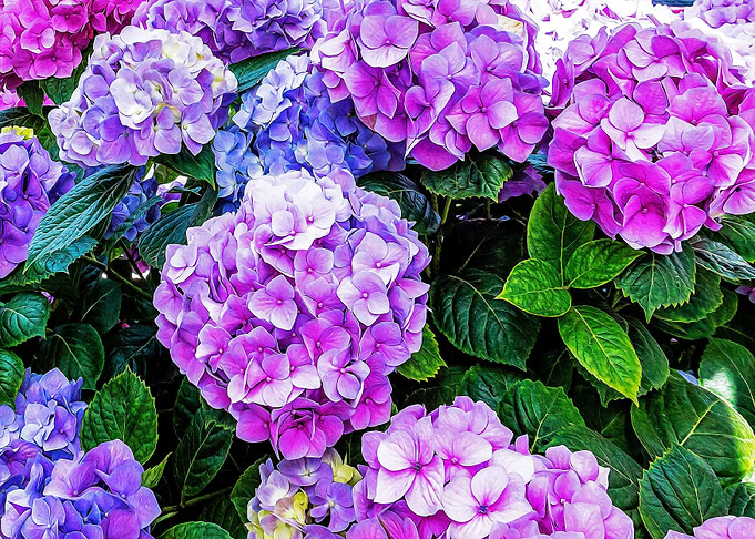 Hydrangea in a bush