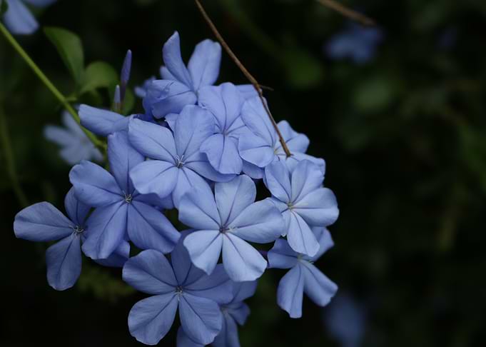 Blue Flower in sri lanka
