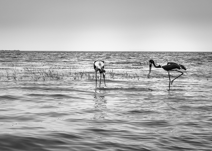 Two saddle billed stork