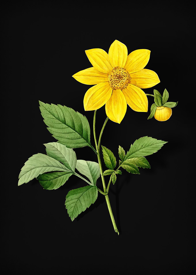 Dahlia Simplex on Black