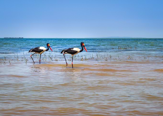 Two saddle billed stork