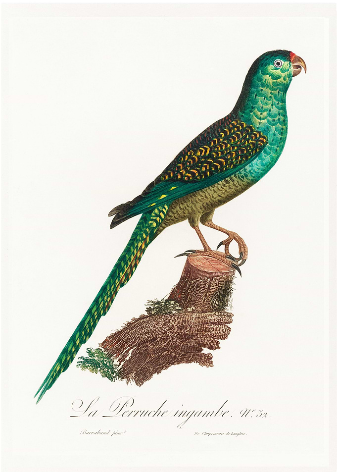Ingambe parakeet