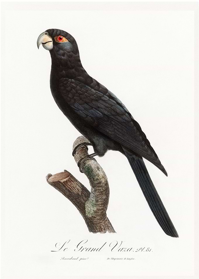 Greater vasa parrot