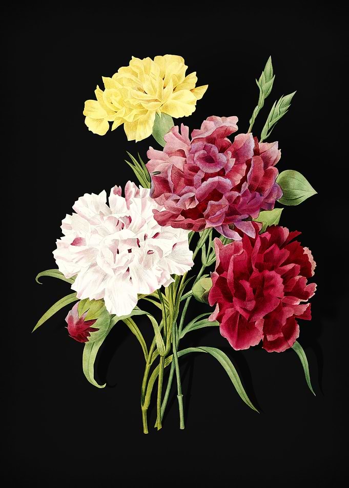 Carnation on Black