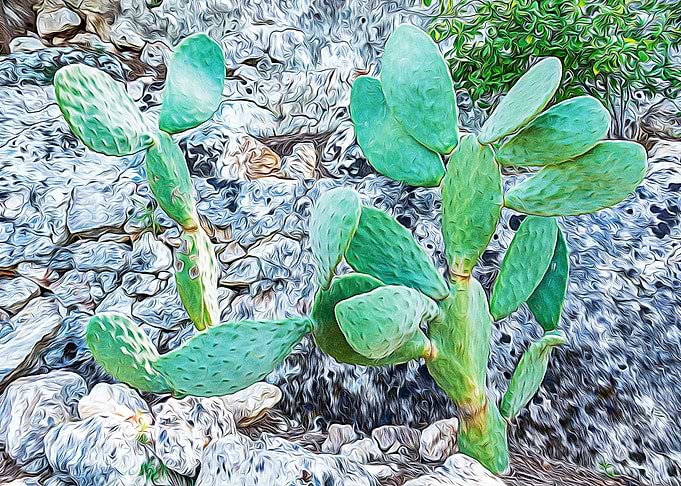 Mediterranean bush
