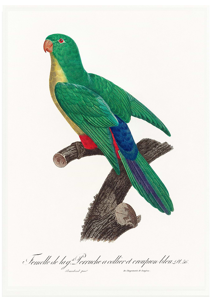 Crossbreed parakeet