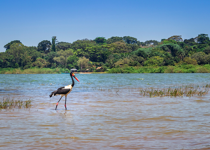 Two saddle billed stork