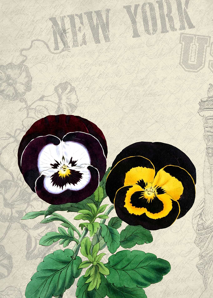 Viola flowers