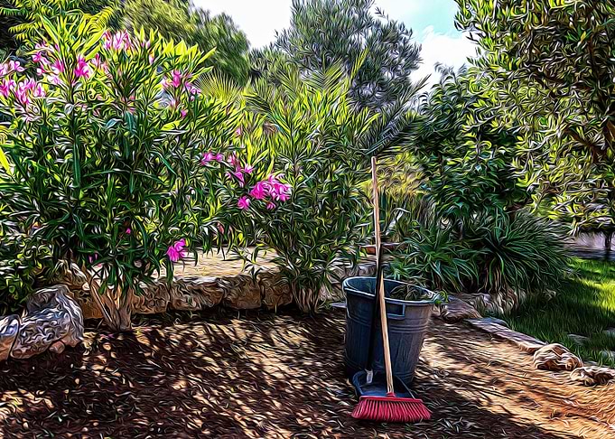 Mediterranean bush