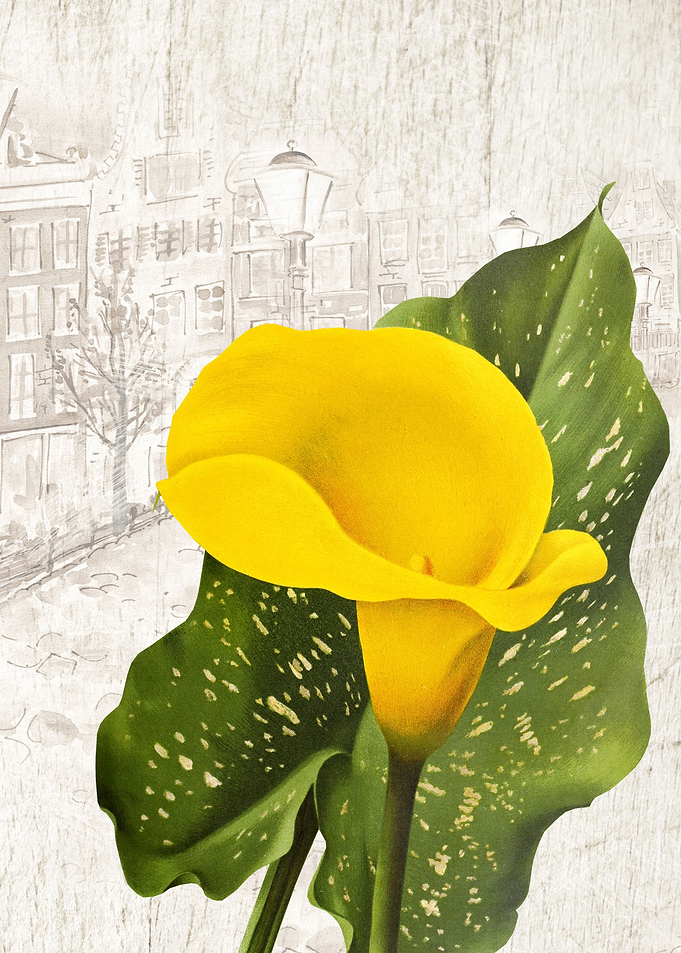 Yellow Calla Lily