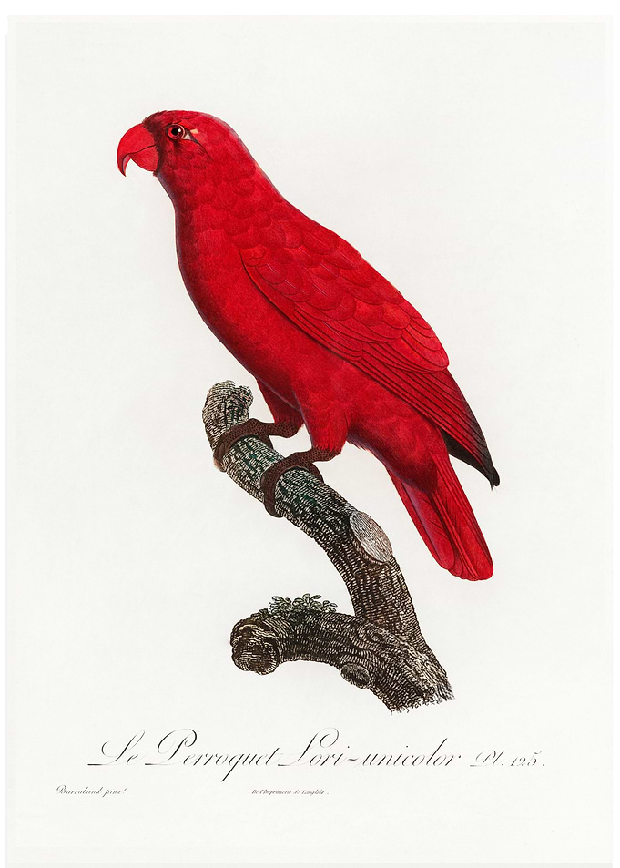 Cardinal lory vintage post